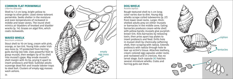 Life on Intertidal Rocks Pocket Guide