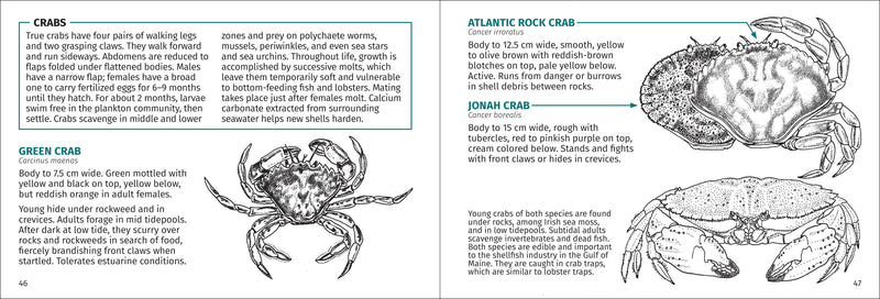 Life on Intertidal Rocks Pocket Guide