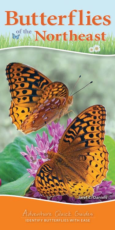 Butterflies of Northeast Quick Guide