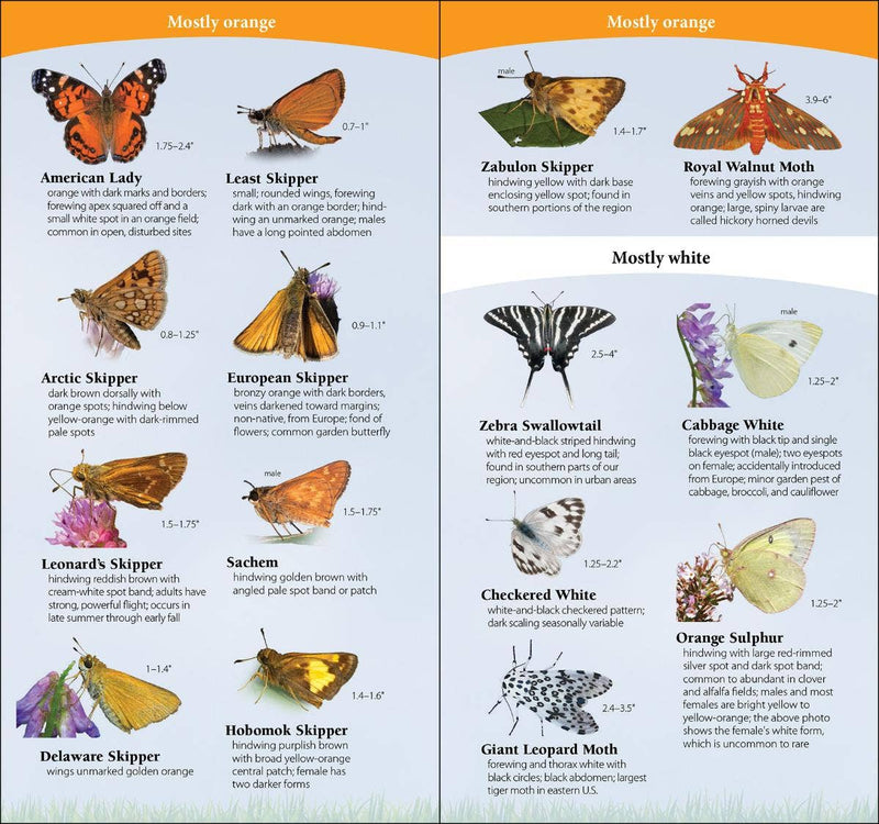 Butterflies of Northeast Quick Guide