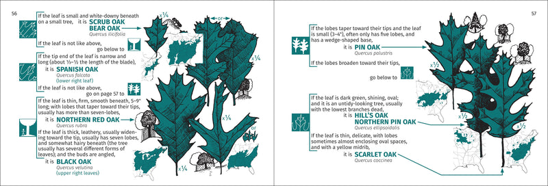 Tree Finder of the Northeast Pocket Guide