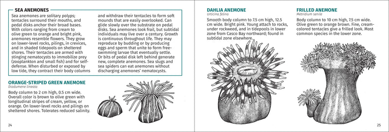 Life on Intertidal Rocks Pocket Guide