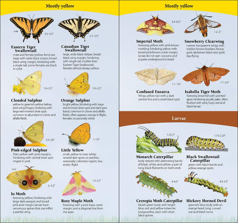 Butterflies of Northeast Quick Guide
