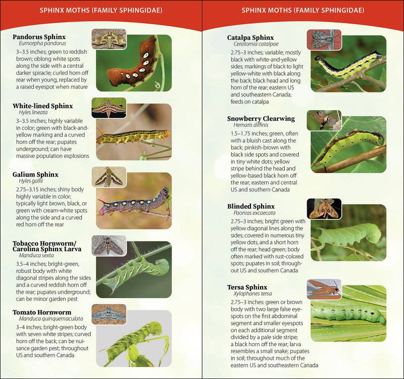 Caterpillars of North America Quick Guide