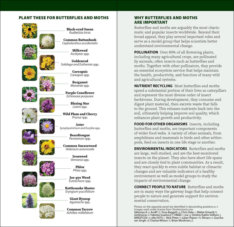 Caterpillars of North America Quick Guide