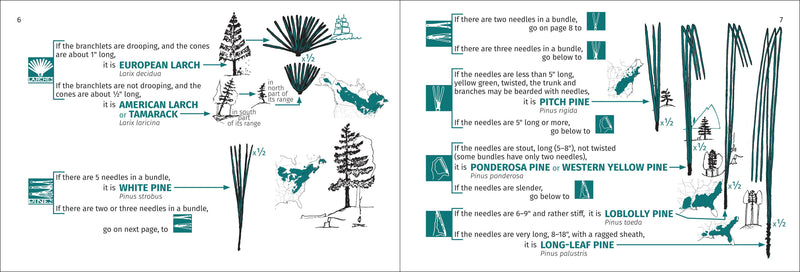 Tree Finder of the Northeast Pocket Guide