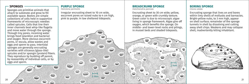 Life on Intertidal Rocks Pocket Guide