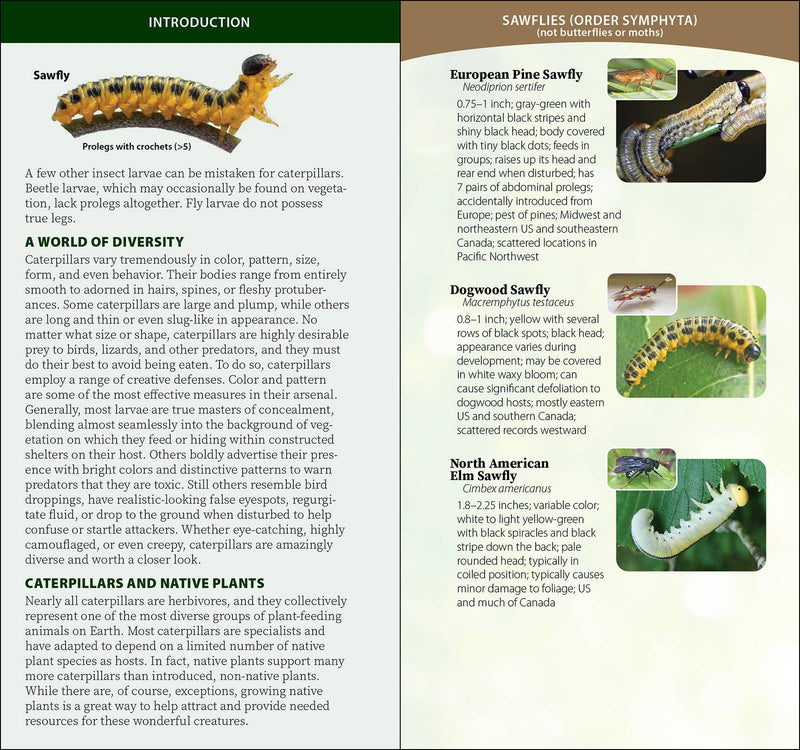Caterpillars of North America Quick Guide