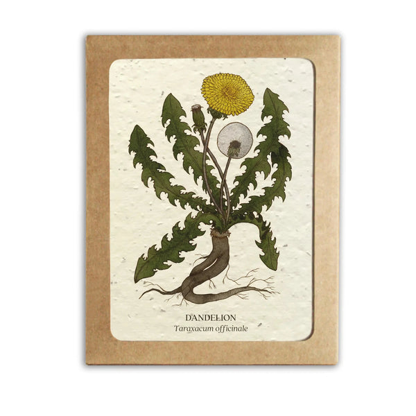 Medicinal Plants Plantable Card Set